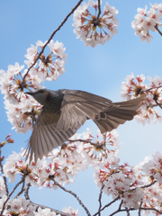 桜にヒヨドリ、その7