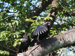 カラスの幼鳥、その2