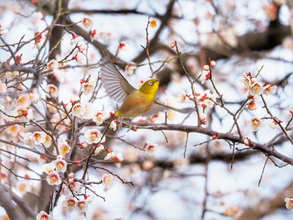 メジロ飛び立つ