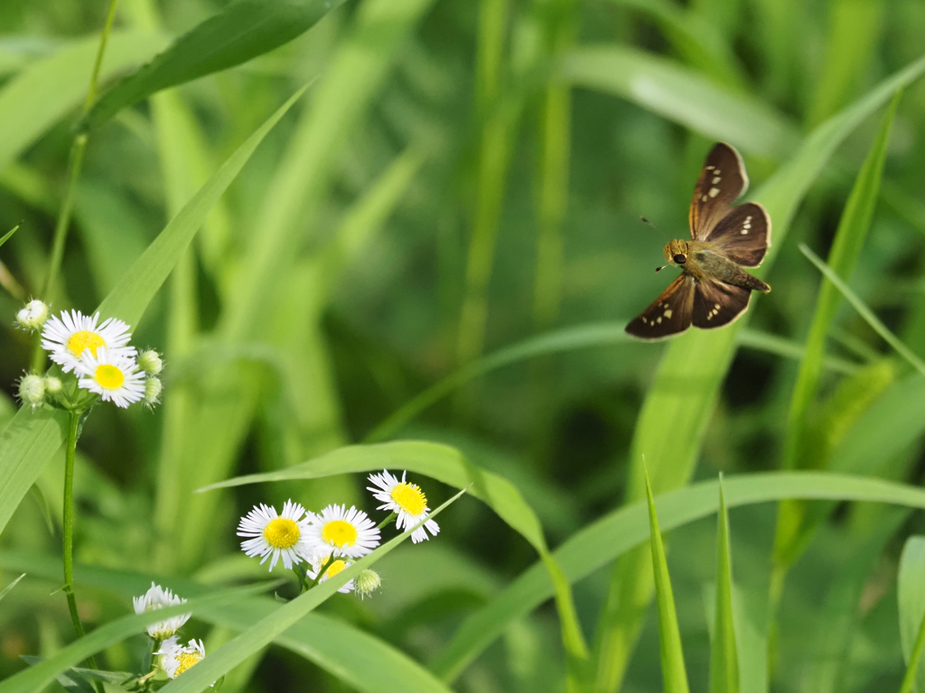 オオチャバネセセリ2021、その6