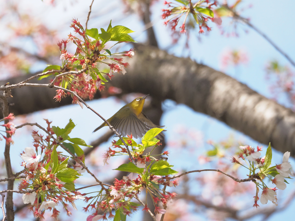 葉桜にメジロ、その1