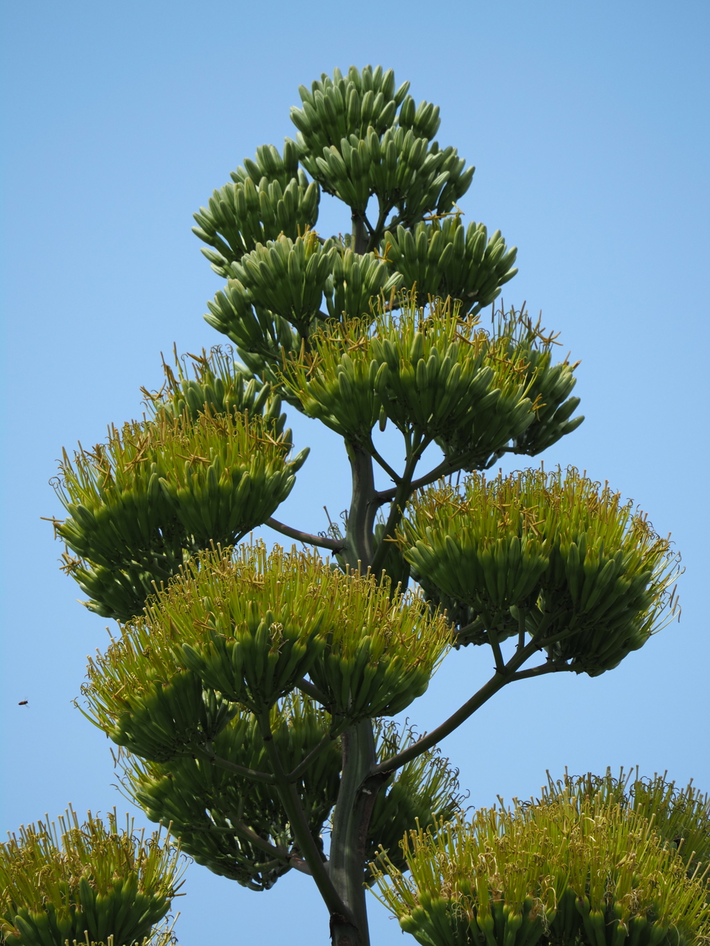 アオノリュウゼツランの開花