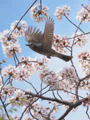 桜にヒヨドリ、その6