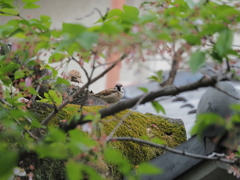 お寺の雀