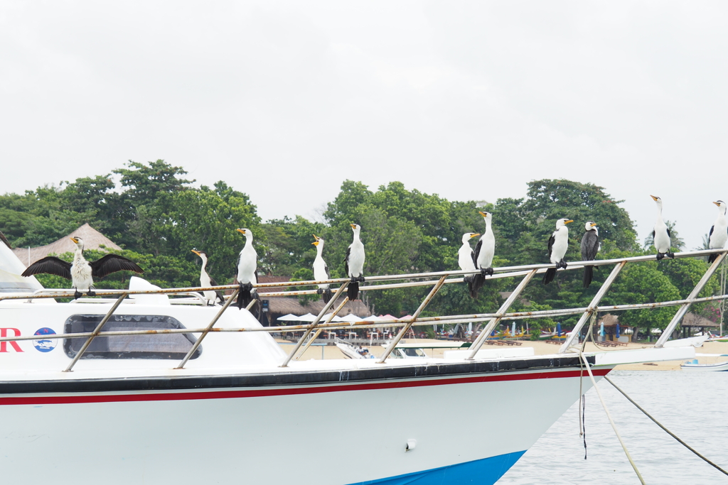 【photohito登録1周年記念】シロハラコビトウ