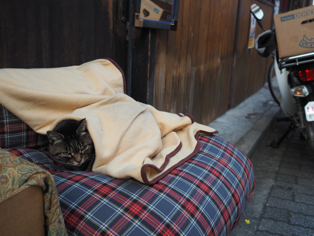 シマちゃんの新しいベッド