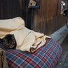 シマちゃんの新しいベッド