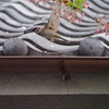 瓦屋根に雀、その3