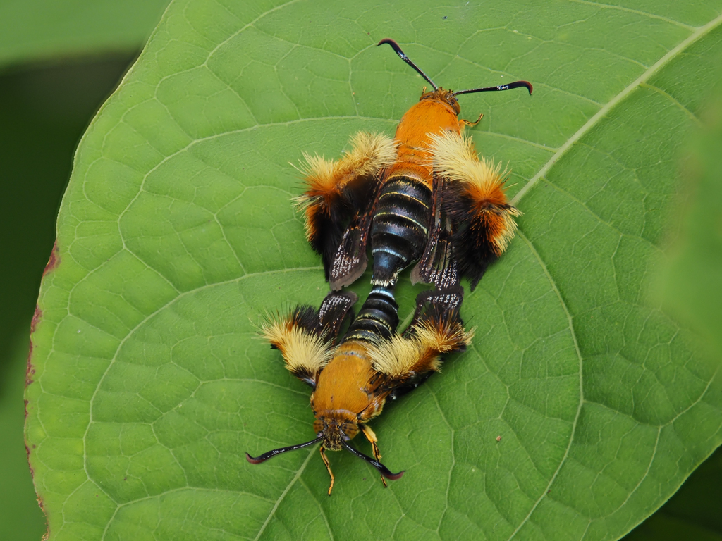 オオモモブトスカシバ