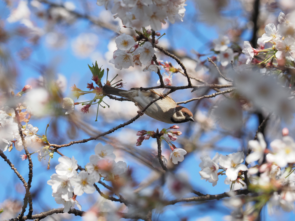もう3月…。