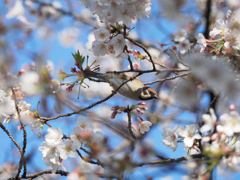 もう3月…。