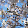 もう3月…。