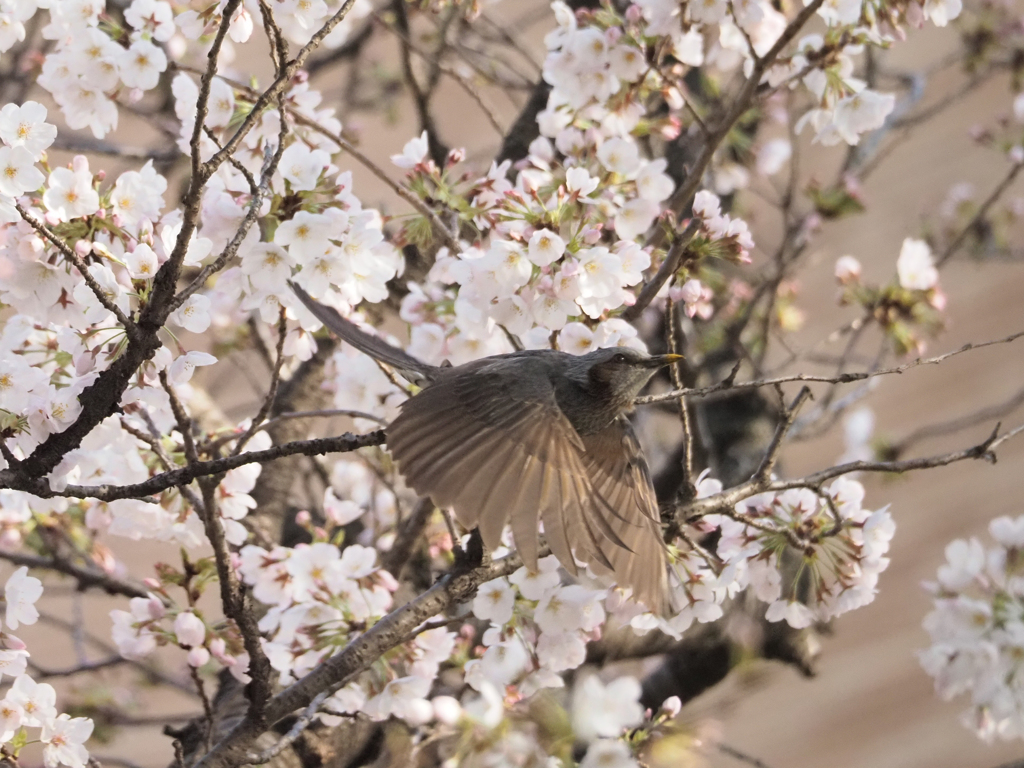 桜にヒヨドリ、その1