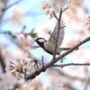 桜にシジュウカラ、その7