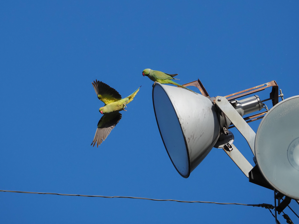 ワカケホンセイインコ、その3