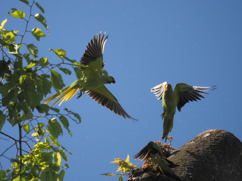 ワカケホンセイインコ、その14