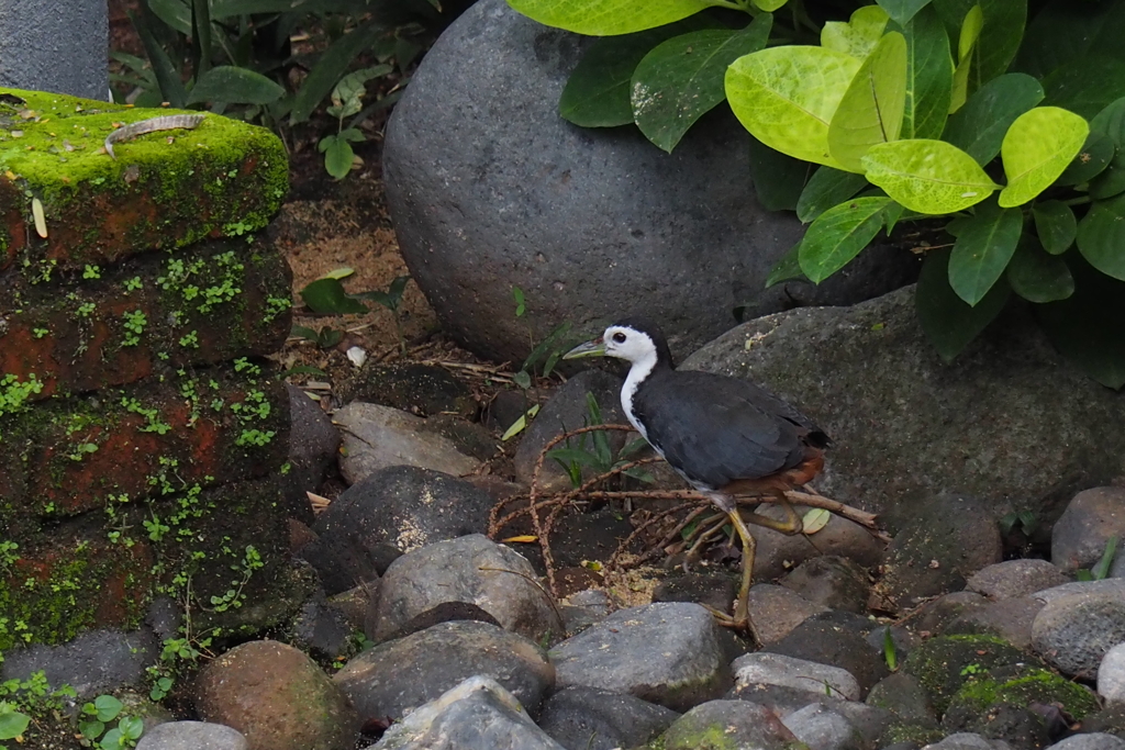 【photohito登録1周年記念】シロハラクイナ