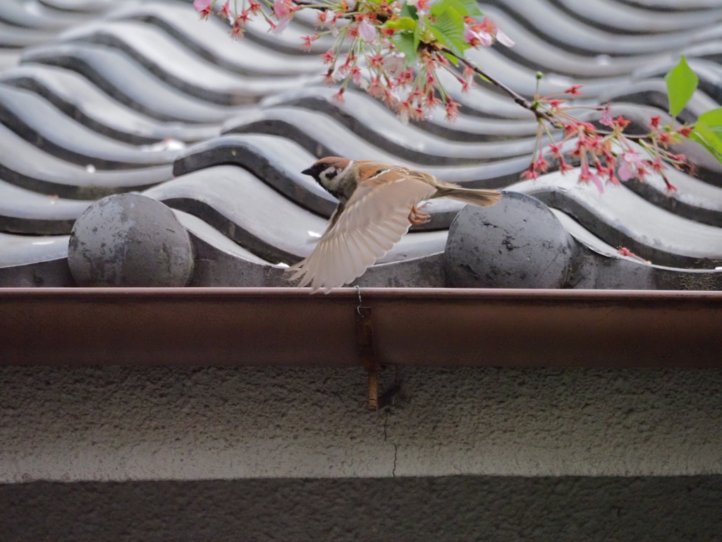 瓦屋根に雀、その2