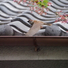 瓦屋根に雀、その2