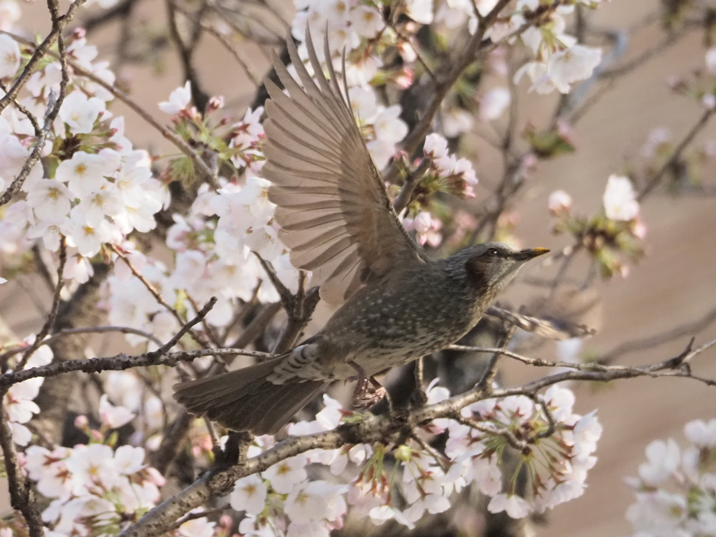 桜にヒヨドリ、その2