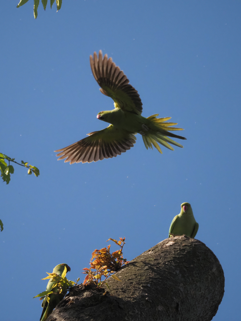 ワカケホンセイインコ、その11