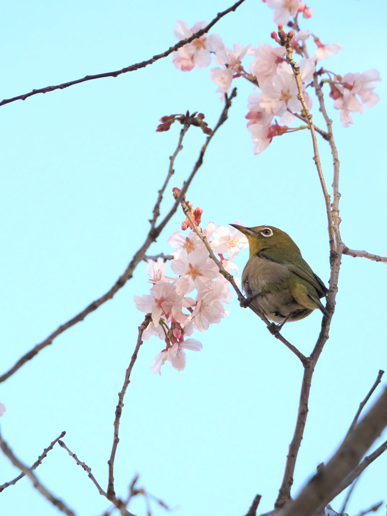 見定める