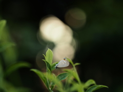 モフモフさん