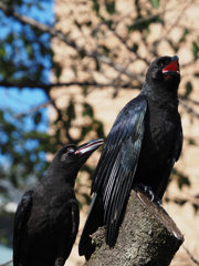 カラスの幼鳥、その5