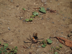アシダカグモを狩るツマアカクモバチ
