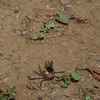 アシダカグモを狩るツマアカクモバチ