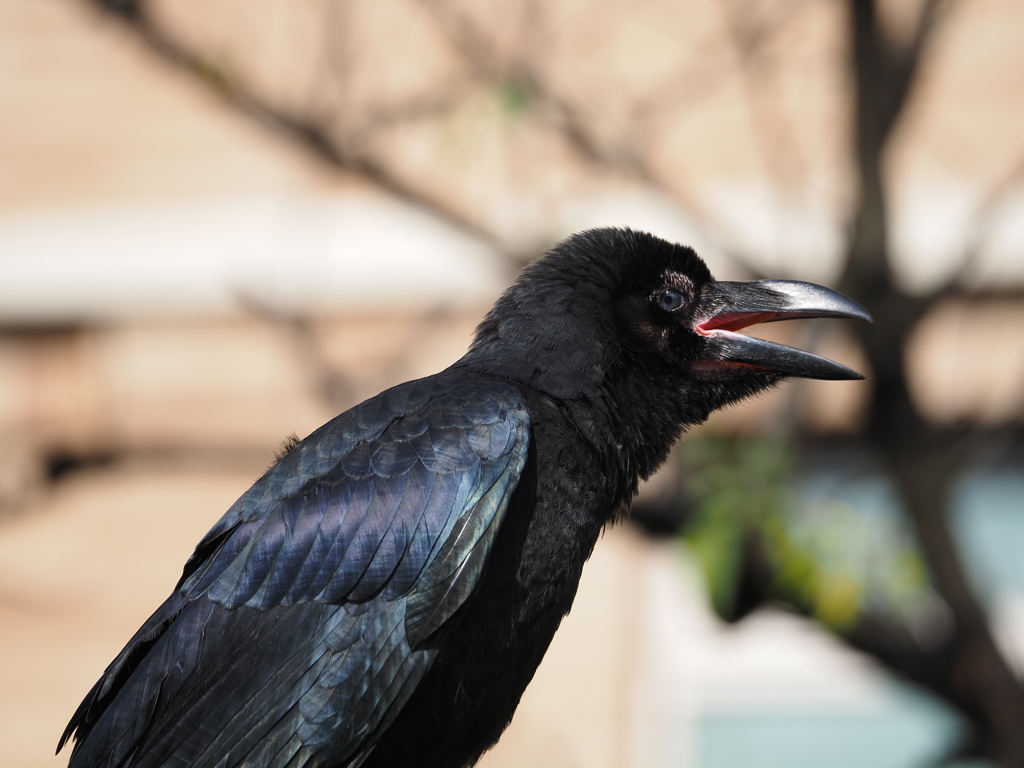 カラスの幼鳥 その4 By Zaburo Id 写真共有サイト Photohito