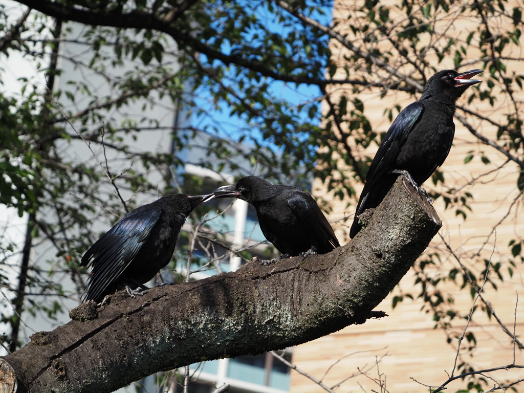 カラスの幼鳥、その1