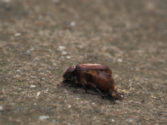 虫の死骸、その1