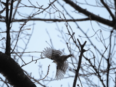 空飛ぶミノカサゴ