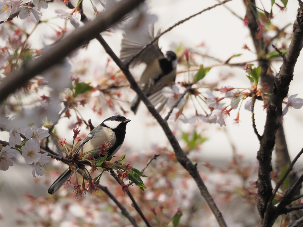 桜にシジュウカラ、その6