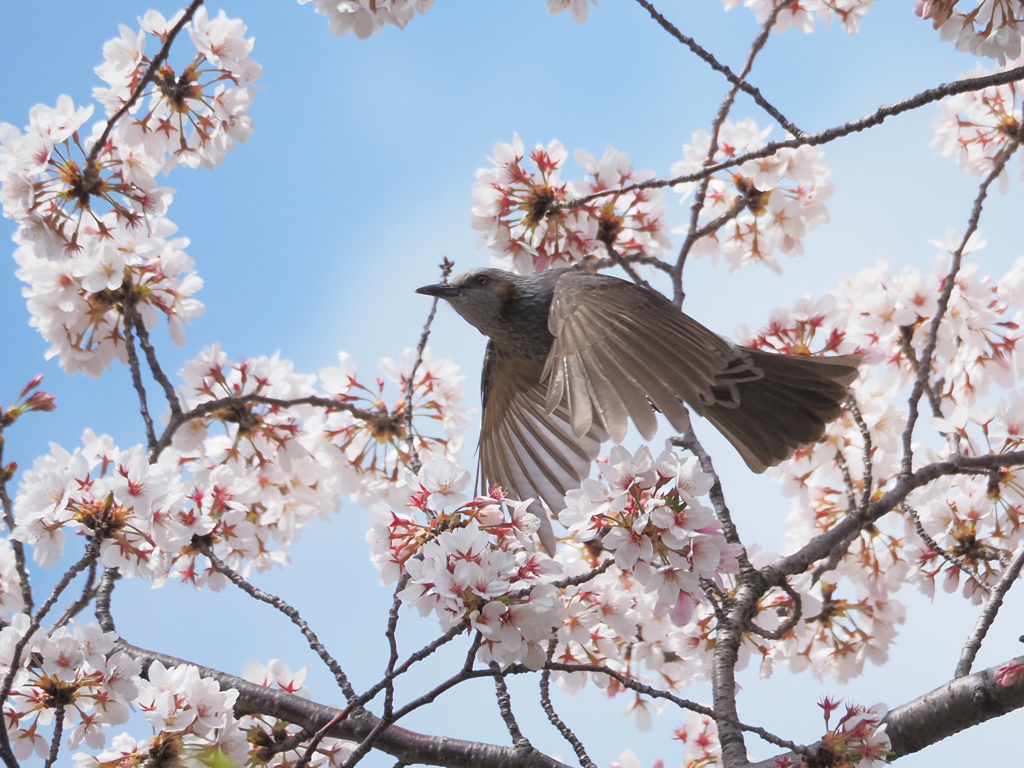 桜にヒヨドリ、その5