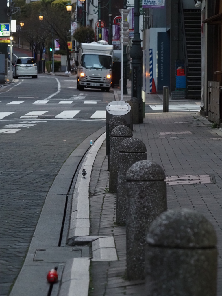 早朝の街にハクセキレイ