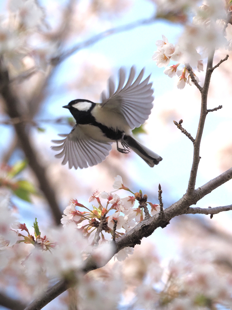 桜にシジュウカラ、その4