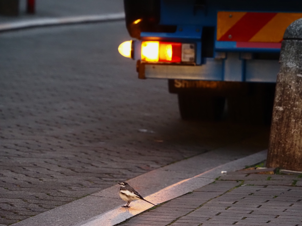 ゴミ収集車とハクセキレイ