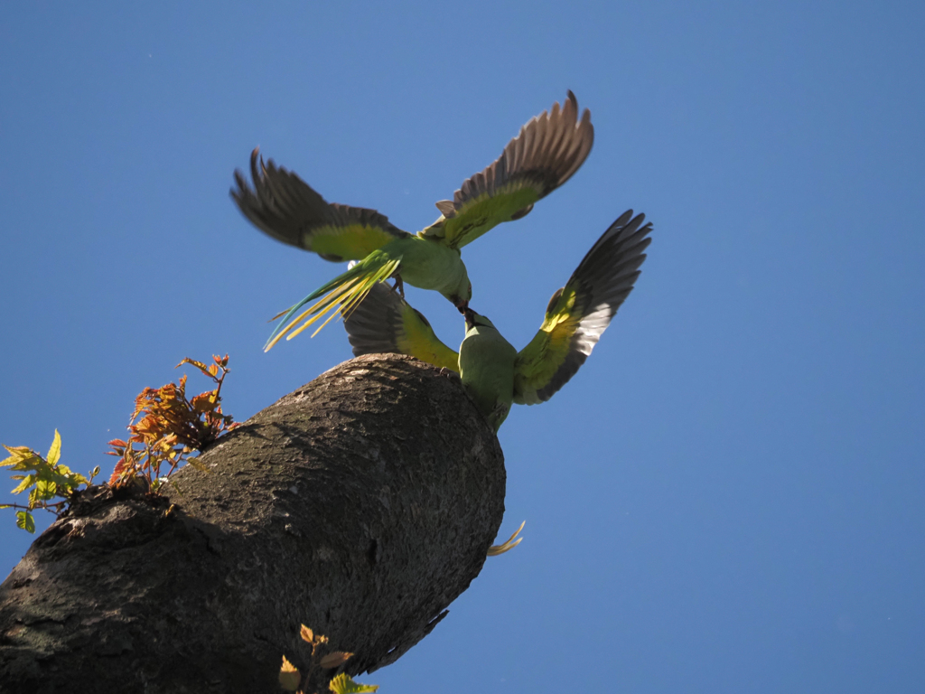 ワカケホンセイインコ、その13