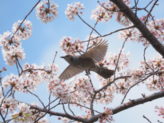 桜にヒヨドリ、その4