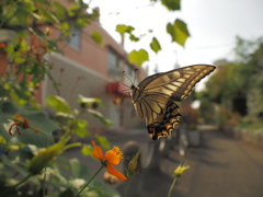 遊歩道のナミアゲハ