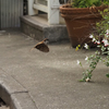 住宅街雀、その2