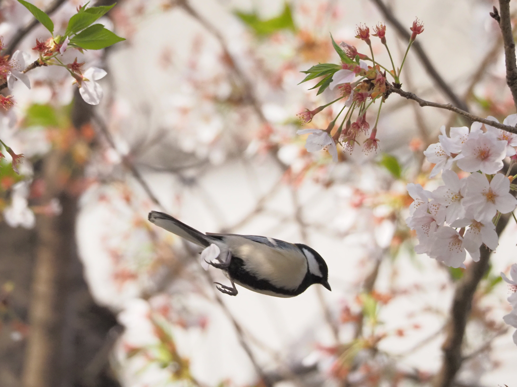 お尻に花びら