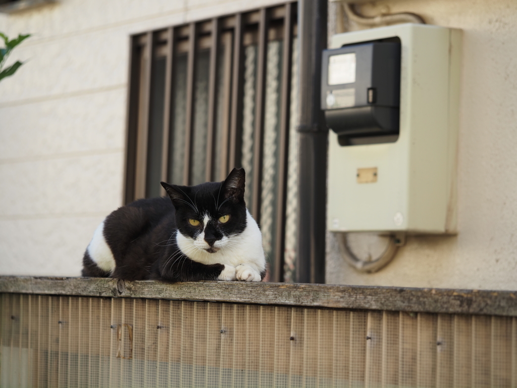 にゃんか文句あっか？
