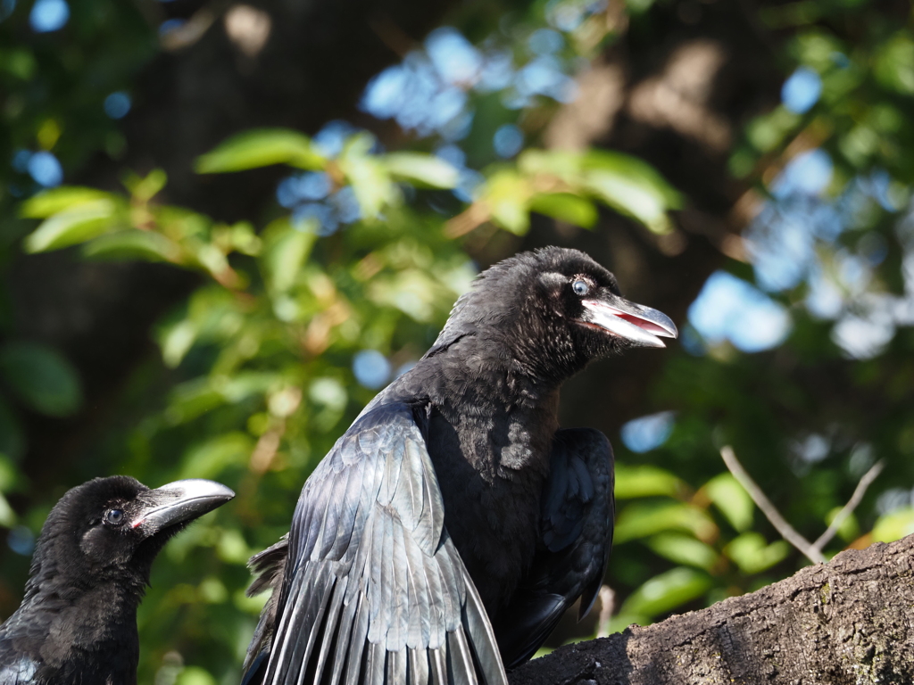 カラスの幼鳥、その3