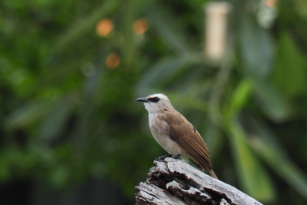 【photohito登録1周年記念】メグロヒヨドリ