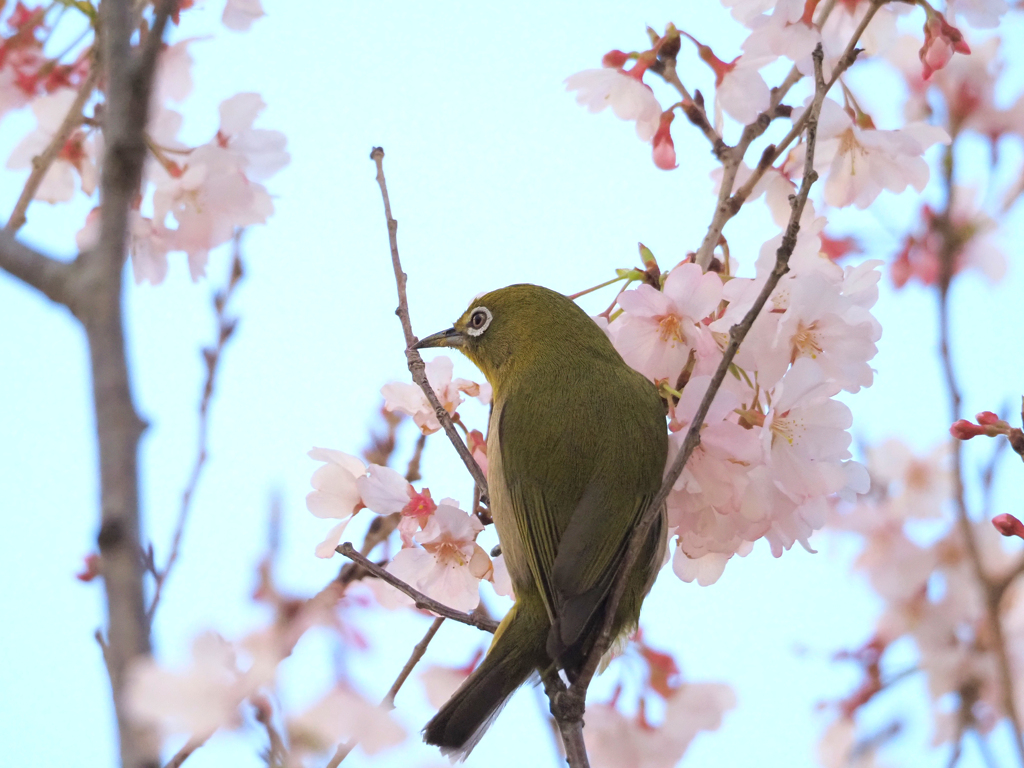 早咲きの桜