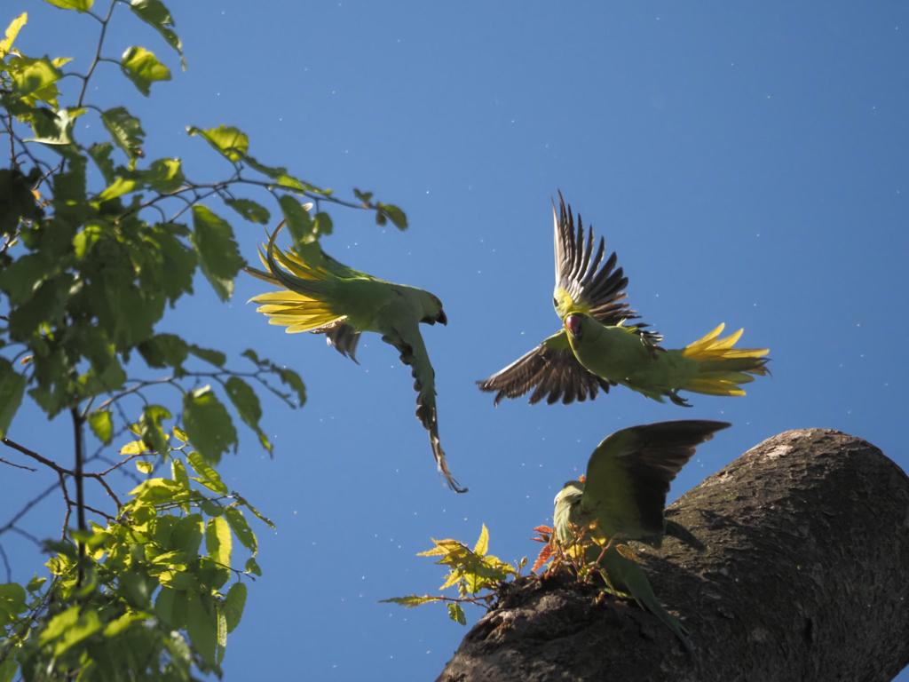 ワカケホンセイインコ、その15