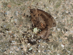 【閲覧注意】虫の死骸、その2